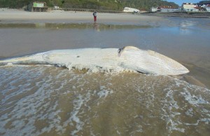 baleia-morta-alcobaca-3